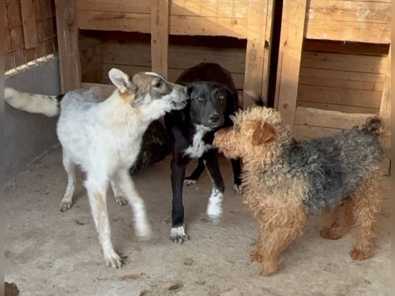 Zuhause und Friseur für Terrier Mix Mädchen  *MILA* gesucht