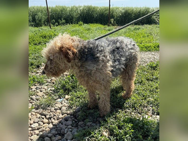 Zuhause und Friseur für Terrier Mix Mädchen  *MILA* gesucht