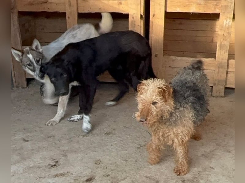Zuhause und Friseur für Terrier Mix Mädchen  *MILA* gesucht