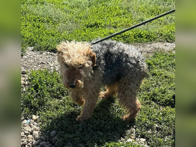 Zuhause und Friseur für Terrier Mix Mädchen  *MILA* gesucht