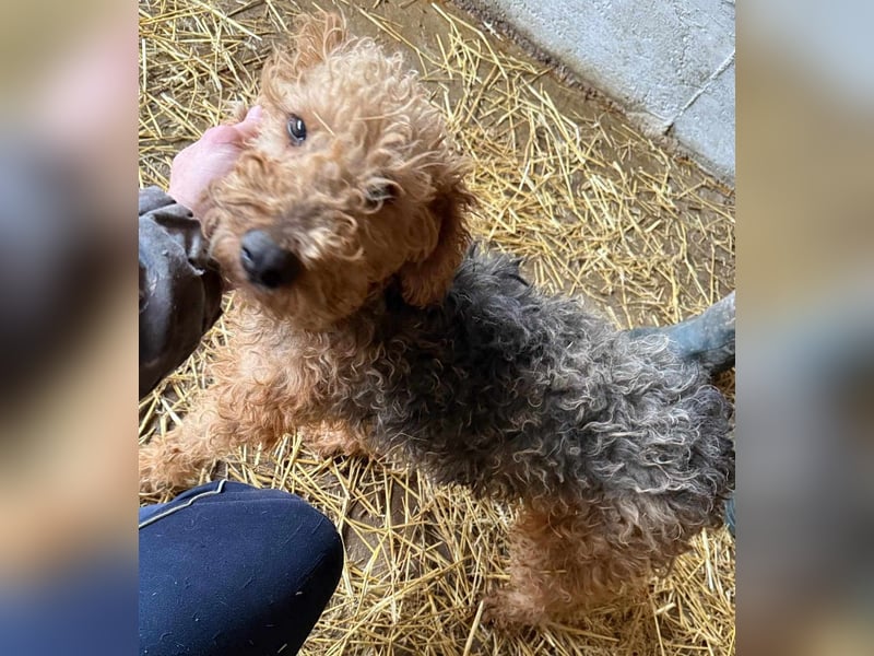 Zuhause und Friseur für Terrier Mix Mädchen  *MILA* gesucht