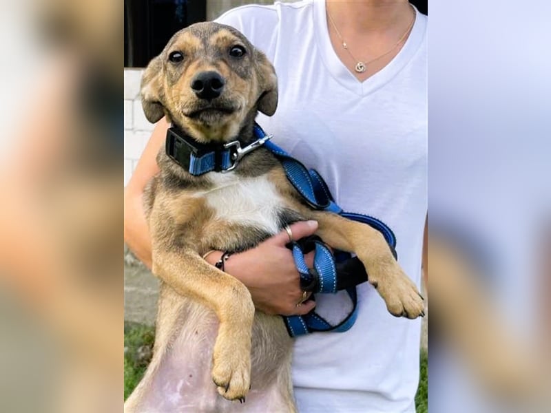 Sweet-ist ein Mädchen und eine von 12 Hundekindern