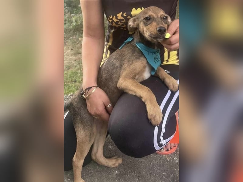 Sweet-ist ein Mädchen und eine von 12 Hundekindern
