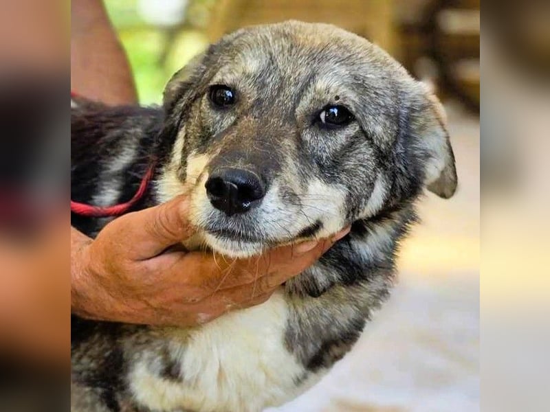 *Charlie Girl* liebes und hübsches Mädchen ca. 1 Jahr