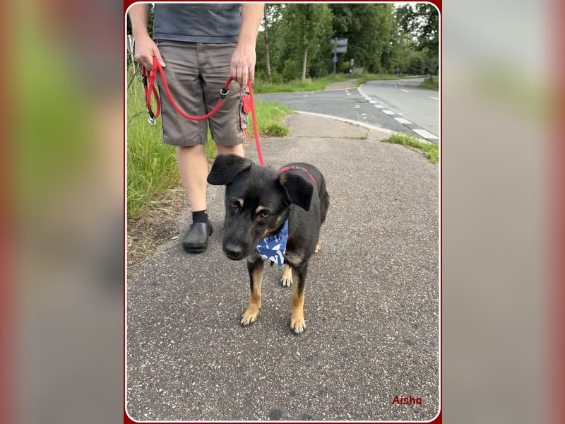 ❤️ Aisha: freundliche Junghündin sucht aktive Familie