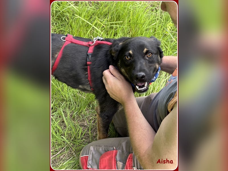 ❤️ Aisha: freundliche Junghündin sucht aktive Familie