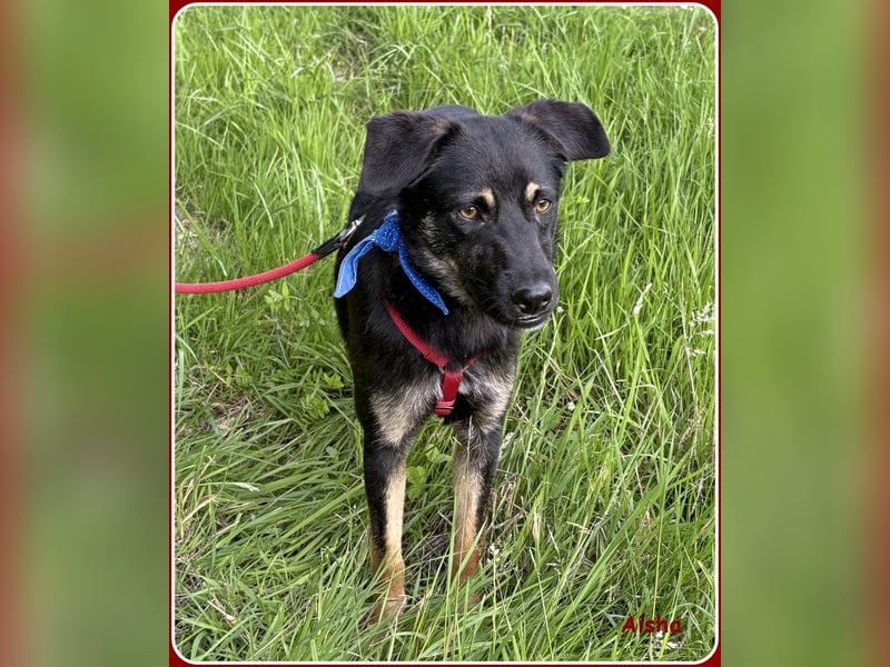 ❤️ Aisha: freundliche Junghündin sucht aktive Familie