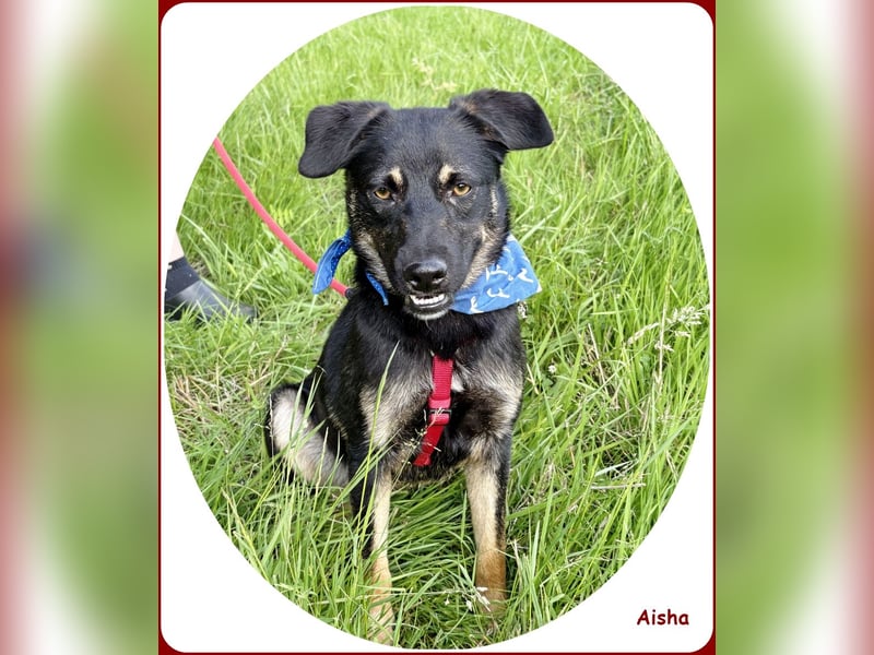 ❤️ Aisha: freundliche Junghündin sucht aktive Familie