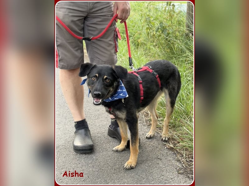 ❤️ Aisha: freundliche Junghündin sucht aktive Familie