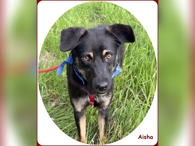 ❤️ Aisha: freundliche Junghündin sucht aktive Familie