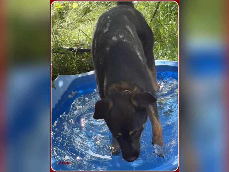 ❤️ Aisha: freundliche Junghündin sucht aktive Familie