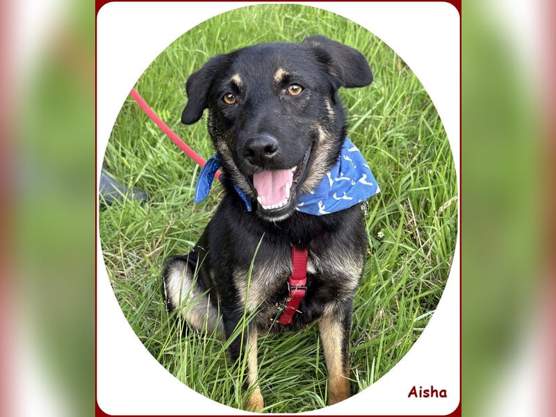 ❤️ Aisha: freundliche Junghündin sucht aktive Familie
