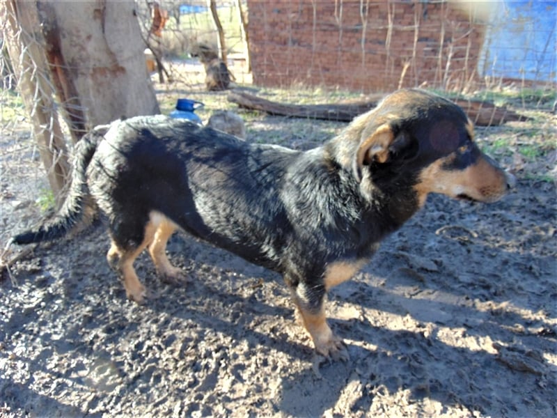 BLACKY - hofft auf tolle Menschen