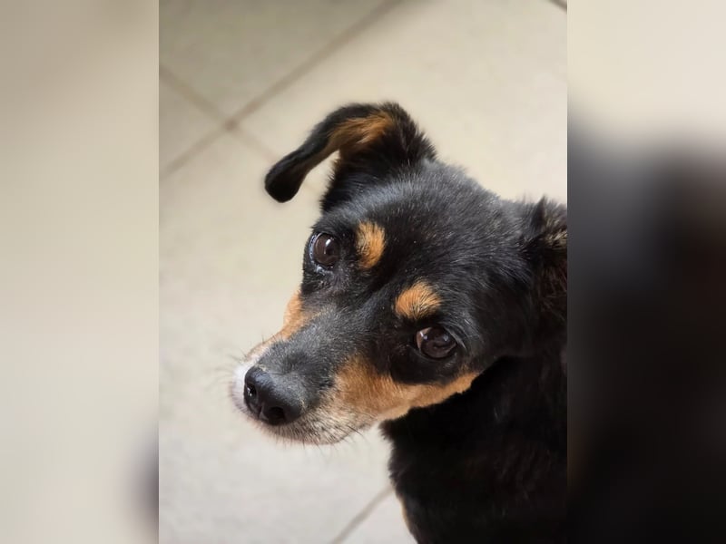 SOS für Frieda: liebevolle Hundedame sucht Rettungsanker