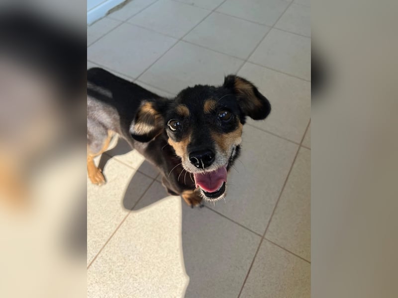 SOS für Frieda: liebevolle Hundedame sucht Rettungsanker