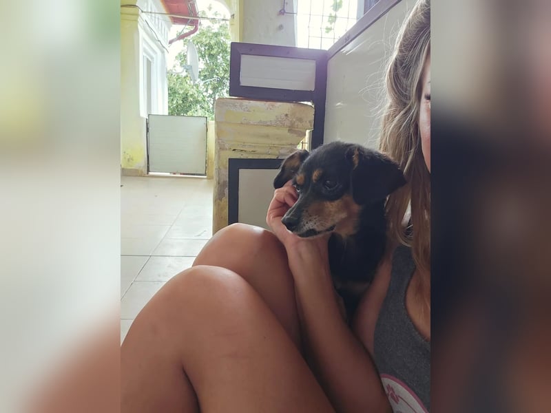 SOS für Frieda: liebevolle Hundedame sucht Rettungsanker