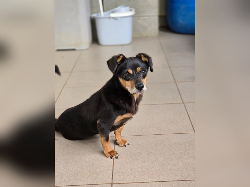 SOS für Frieda: liebevolle Hundedame sucht Rettungsanker