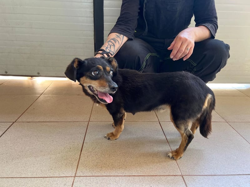 SOS für Frieda: liebevolle Hundedame sucht Rettungsanker
