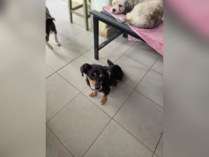 SOS für Frieda: liebevolle Hundedame sucht Rettungsanker