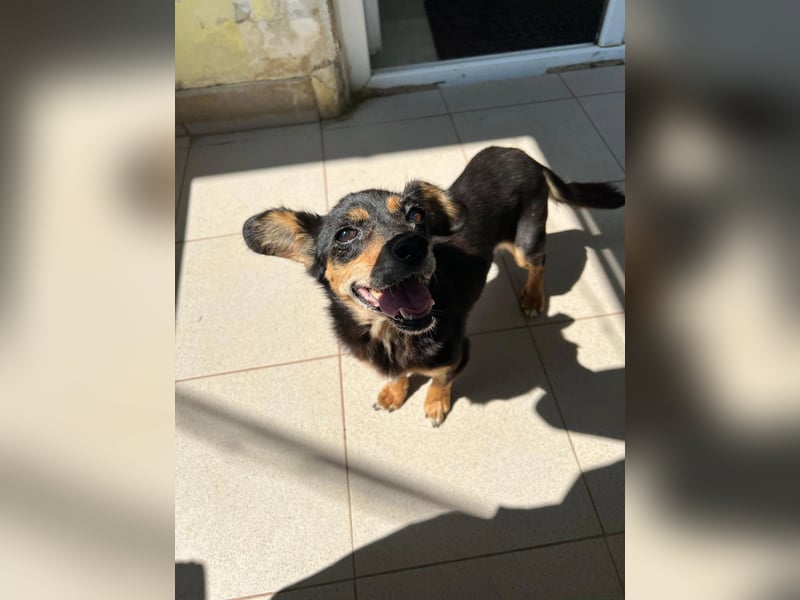 SOS für Frieda: liebevolle Hundedame sucht Rettungsanker