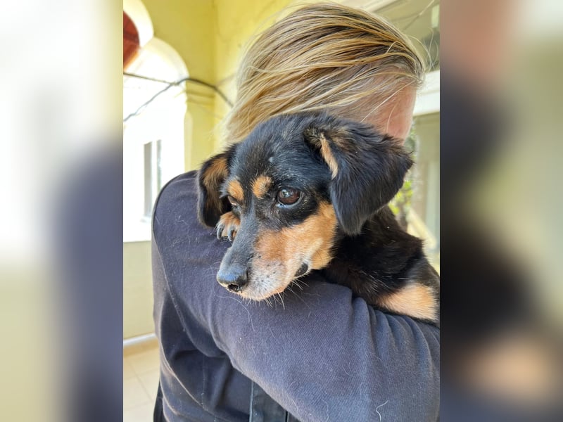 SOS für Frieda: liebevolle Hundedame sucht Rettungsanker