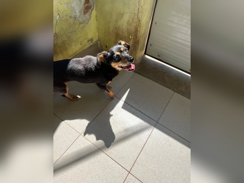 SOS für Frieda: liebevolle Hundedame sucht Rettungsanker