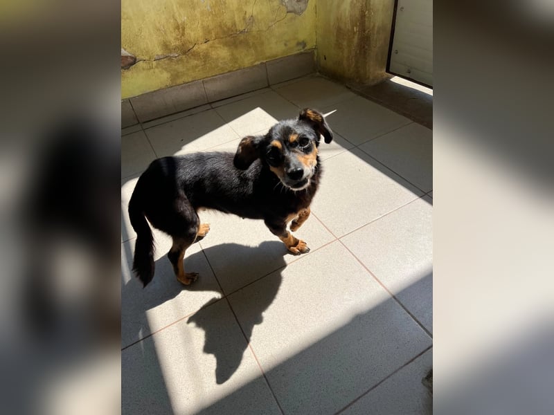 SOS für Frieda: liebevolle Hundedame sucht Rettungsanker