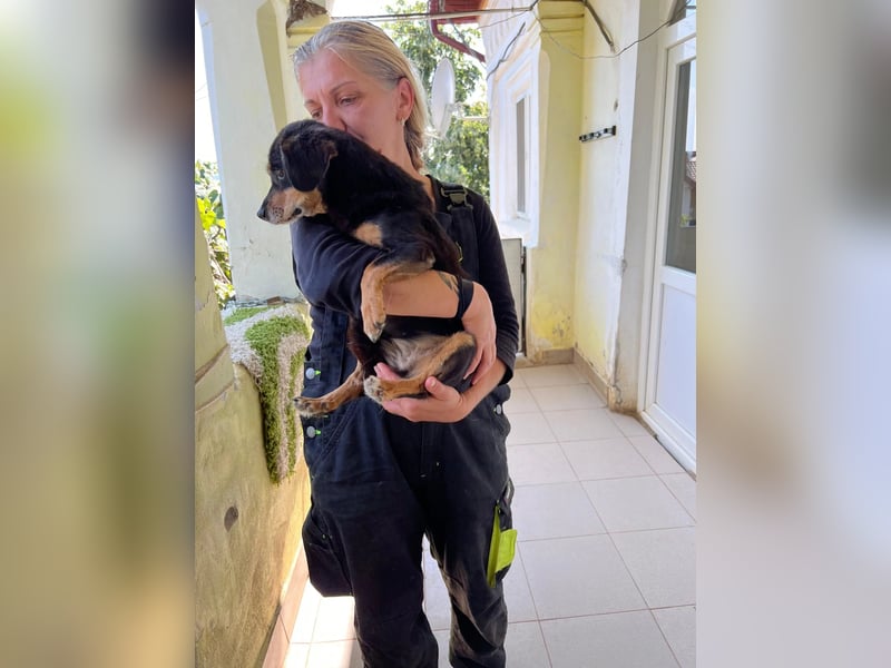 SOS für Frieda: liebevolle Hundedame sucht Rettungsanker