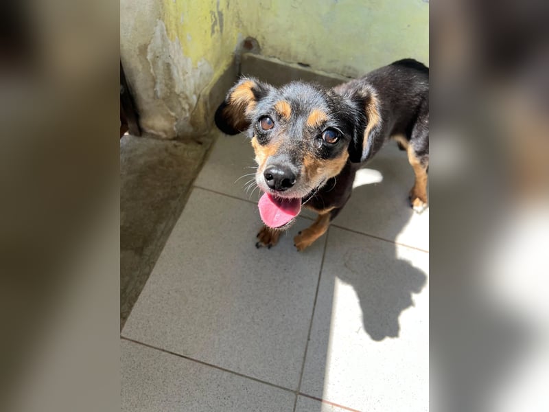 SOS für Frieda: liebevolle Hundedame sucht Rettungsanker