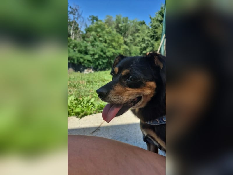 SOS für Frieda: liebevolle Hundedame sucht Rettungsanker