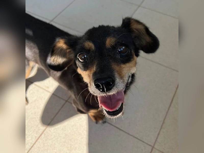 SOS für Frieda: liebevolle Hundedame sucht Rettungsanker