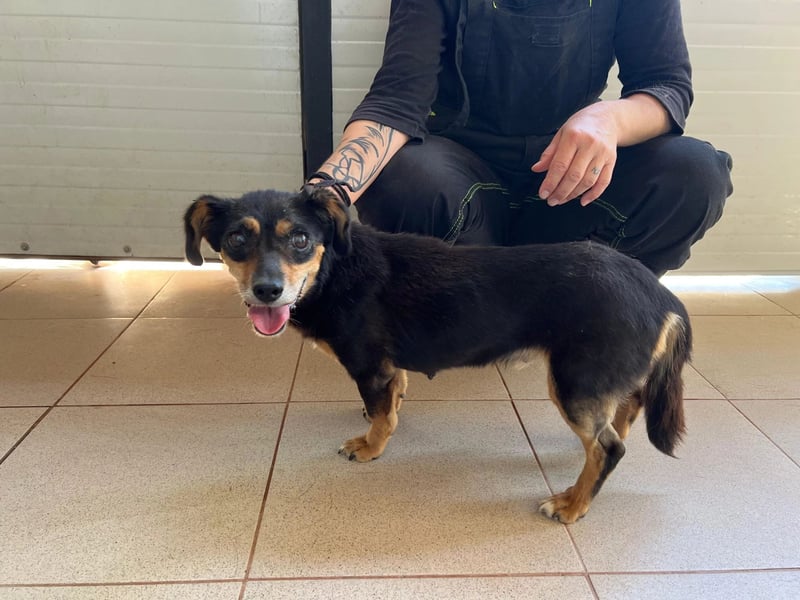 SOS für Frieda: liebevolle Hundedame sucht Rettungsanker