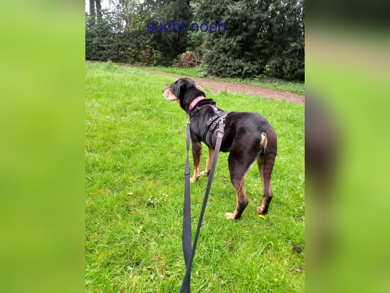 Belinda auf Pflegestelle in 41363 Jüchen