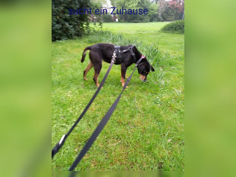 Belinda auf Pflegestelle in 41363 Jüchen