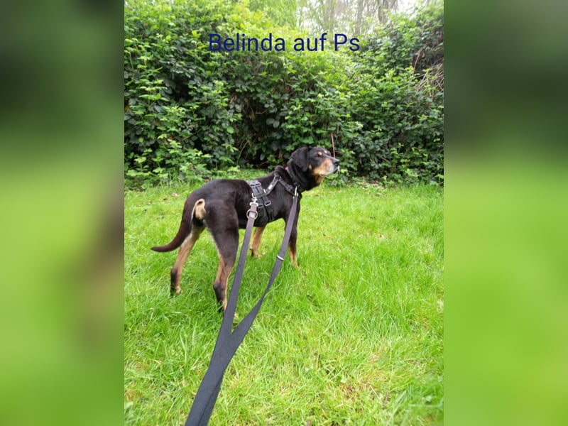 Belinda auf Pflegestelle in 41363 Jüchen