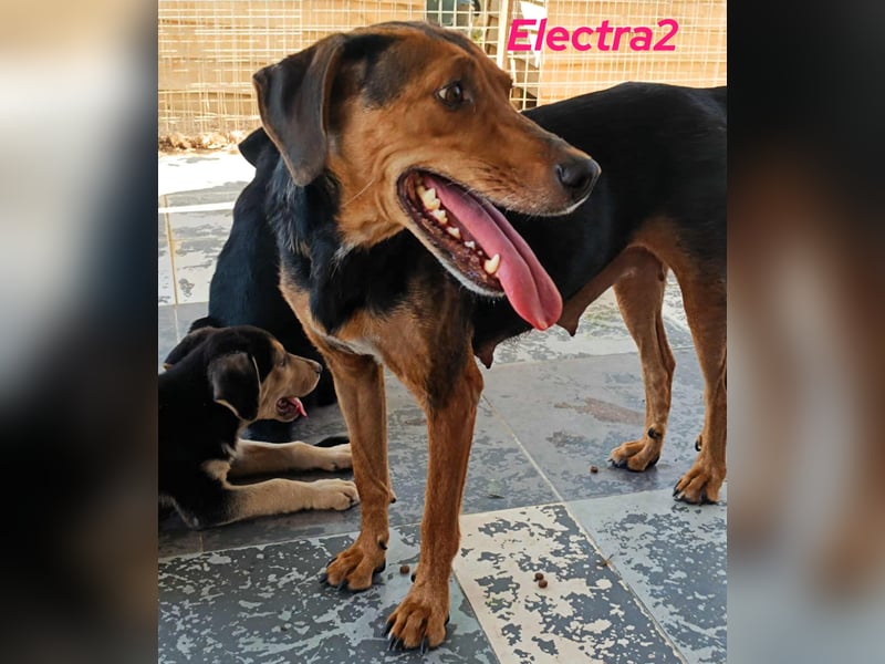 Electra2 geb. 02/2023 (GRC) - ruhige, vertrauensvolle, soziale und liebe Hündin!