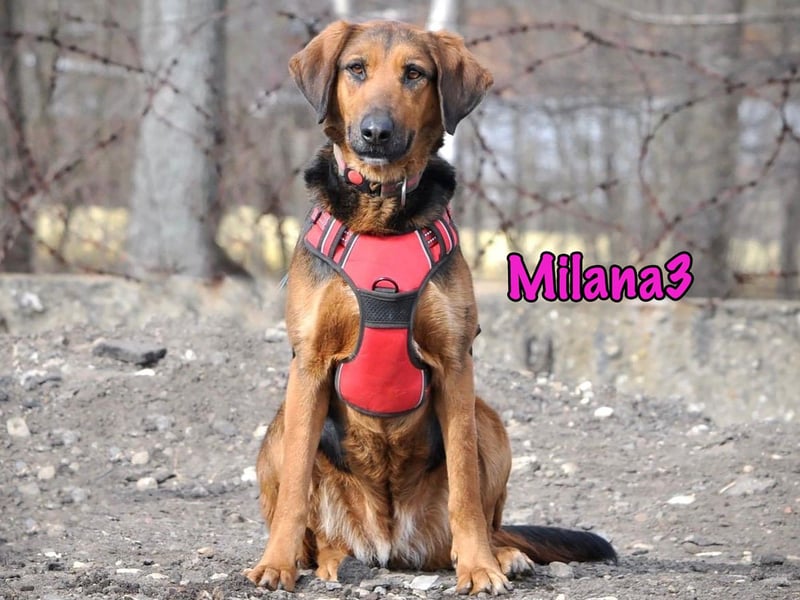 Milana3 geb. 01/2022 - menschenbezogene, freundliche und sanfte Schönheit!