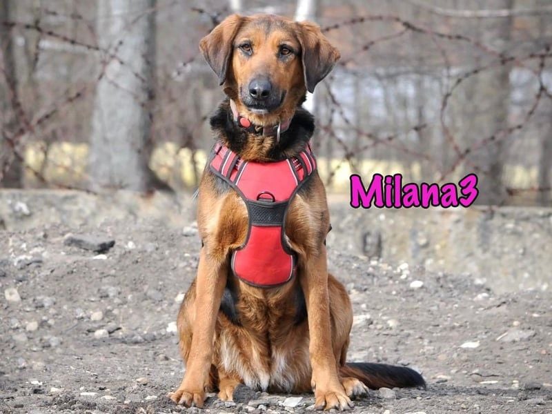 Milana3 geb. 01/2022 - menschenbezogene, freundliche und sanfte Schönheit!