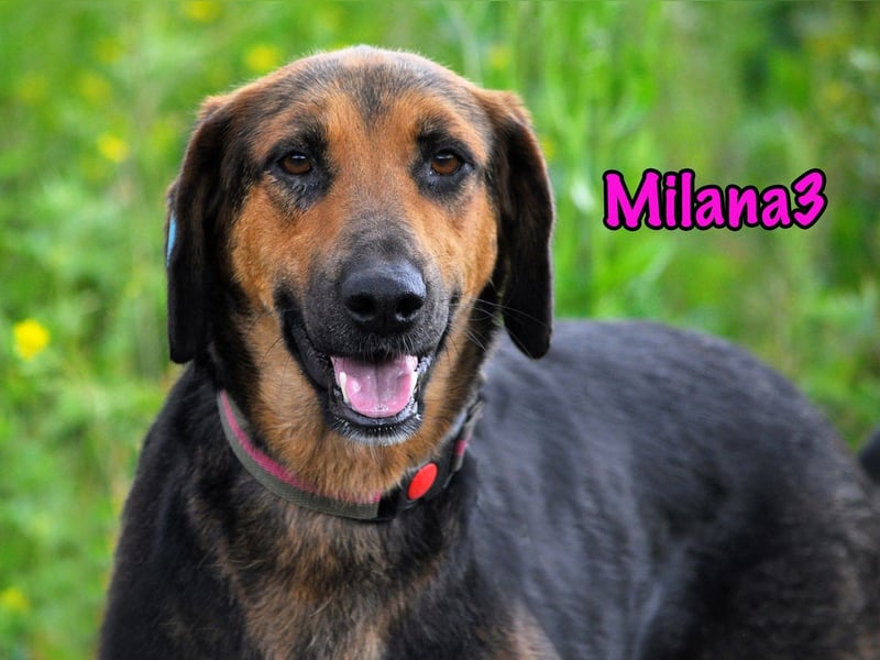 Milana3 01/2022 - menschenbezogene, freundliche und sanfte Schönheit!