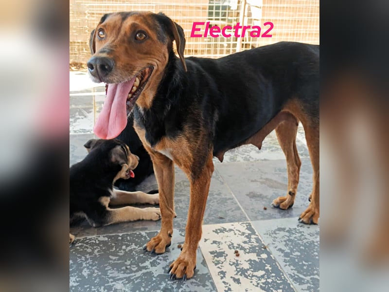 Electra2 geb. 02/2023 (GRC) - ruhige, vertrauensvolle, soziale und liebe Hündin!