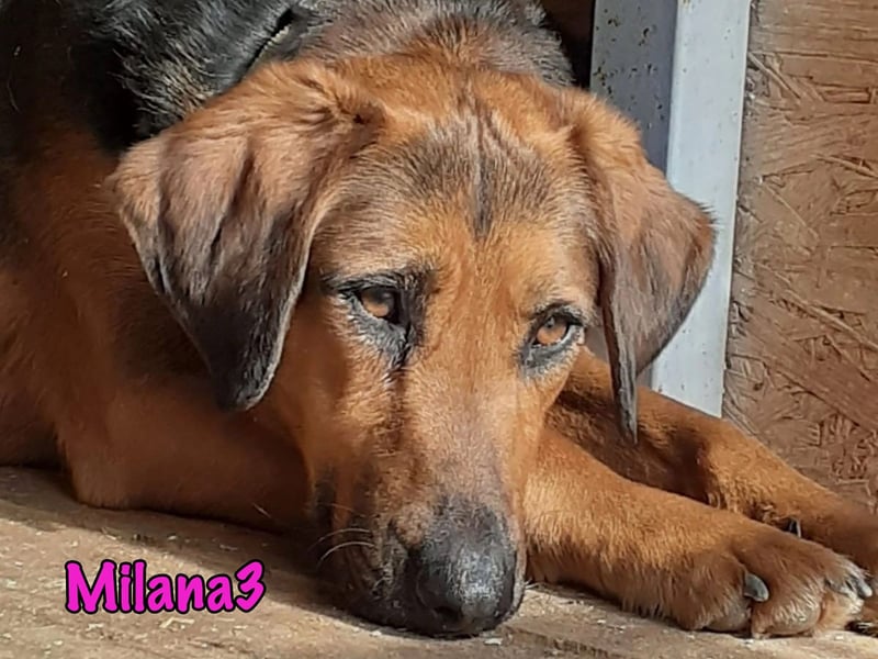 Milana3 01/2022 - menschenbezogene, freundliche und sanfte Schönheit!