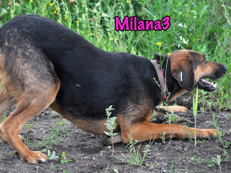Milana3 01/2022 - menschenbezogene, freundliche und sanfte Schönheit!