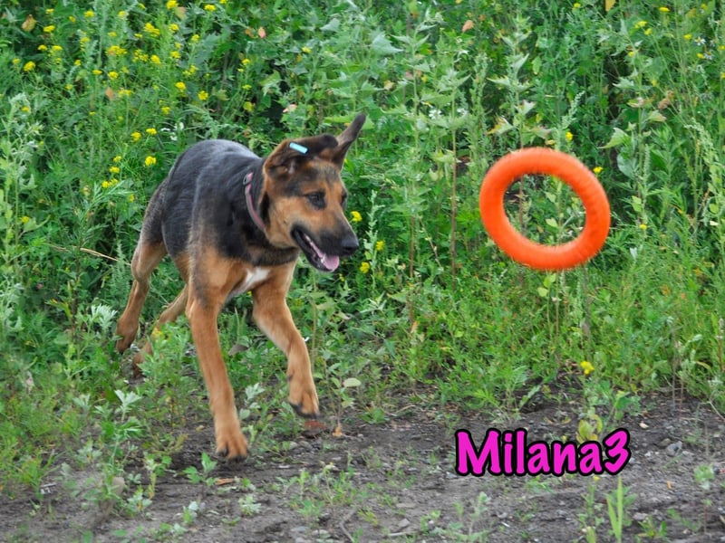 Milana3 01/2022 - menschenbezogene, freundliche und sanfte Schönheit!