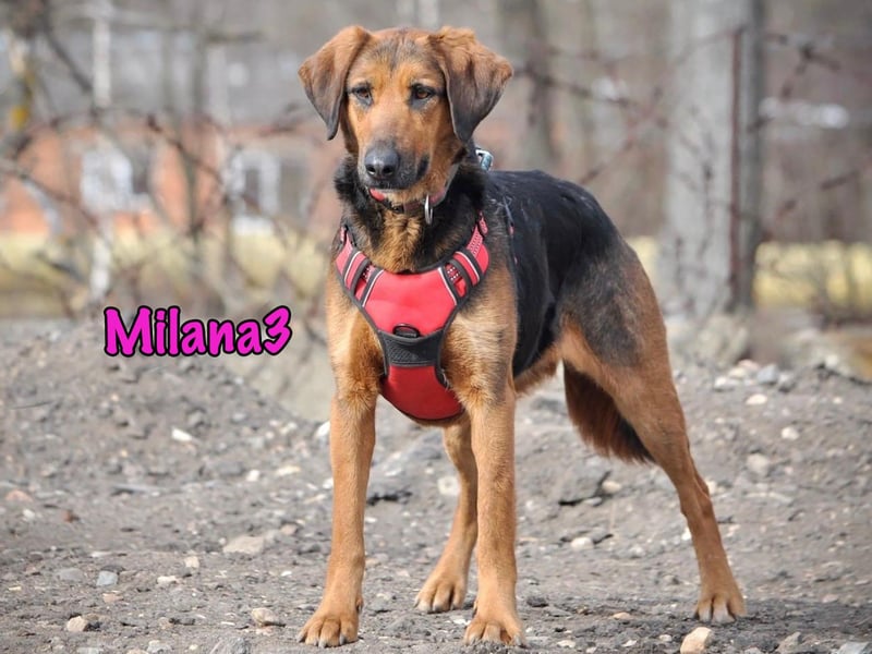 Milana3 01/2022 - menschenbezogene, freundliche und sanfte Schönheit!