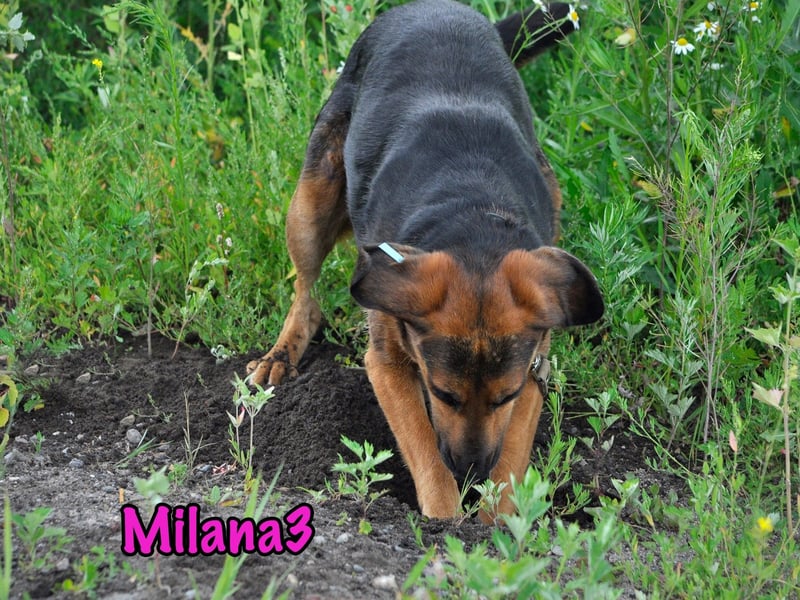 Milana3 geb. 01/2022 - menschenbezogene, freundliche und sanfte Schönheit!