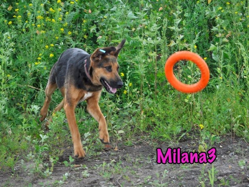 Milana3 geb. 01/2022 - menschenbezogene, freundliche und sanfte Schönheit!