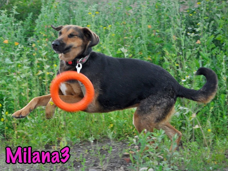 Milana3 01/2022 - menschenbezogene, freundliche und sanfte Schönheit!