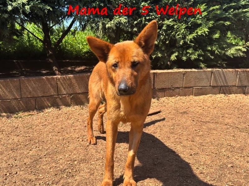 Cleo2 12/2024 (GRC) - süße und verspielte, kleine Welpin!