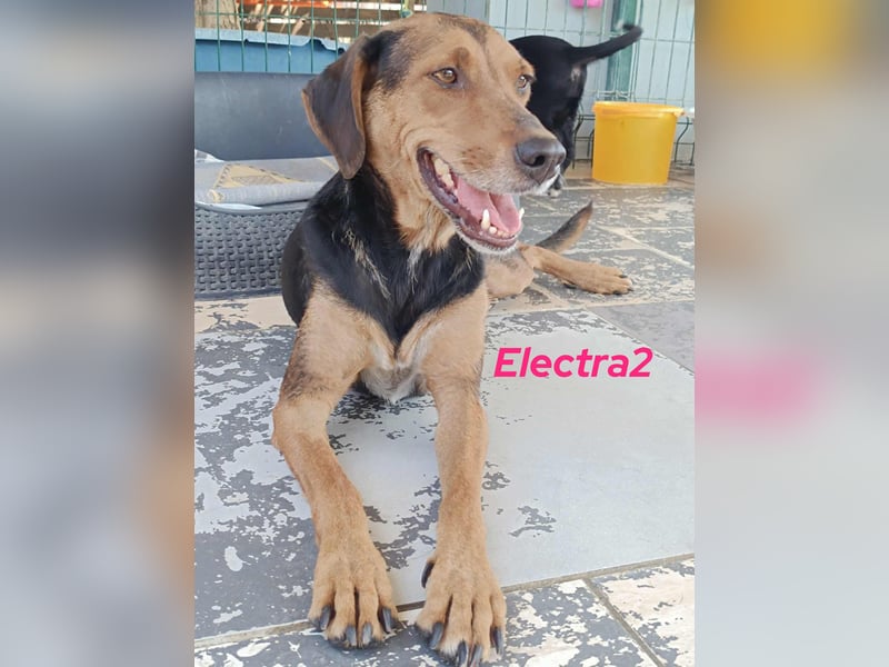 Electra2 geb. 02/2023 (GRC) - ruhige, vertrauensvolle, soziale und liebe Hündin!