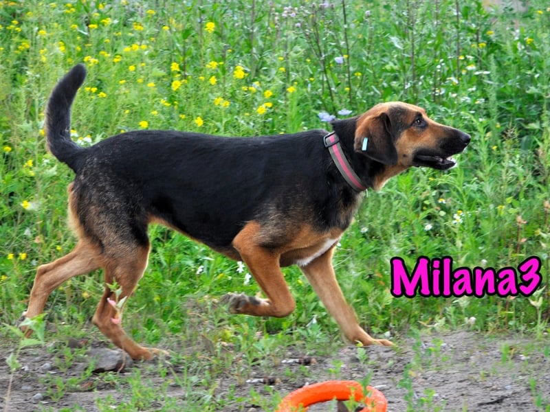Milana3 01/2022 - menschenbezogene, freundliche und sanfte Schönheit!